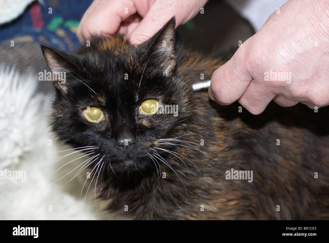 Giving a Caninsulin injection for diabetes to an elderly cat Stock