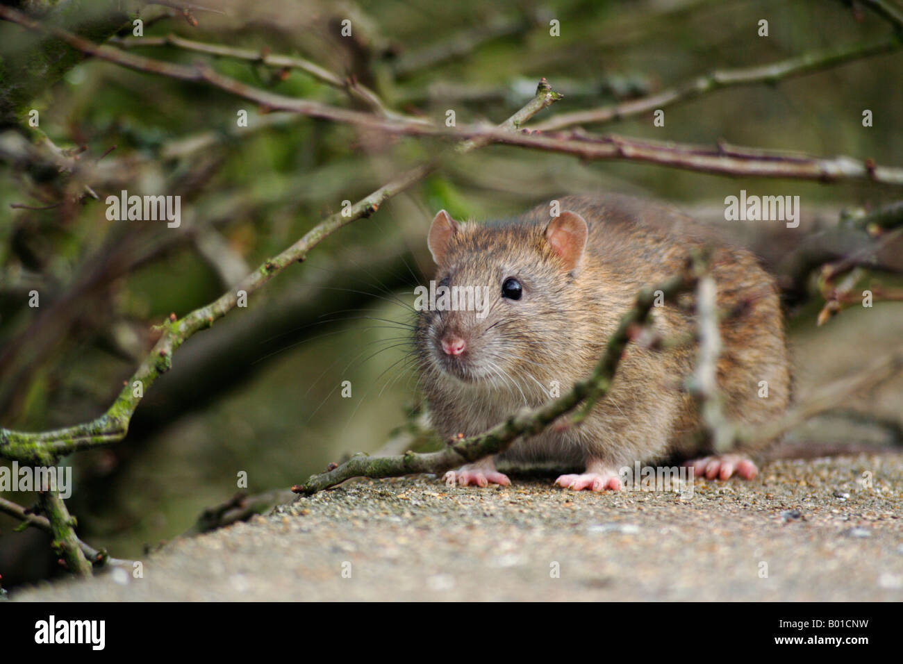 A Rat walks along a wall Stock Photo Alamy