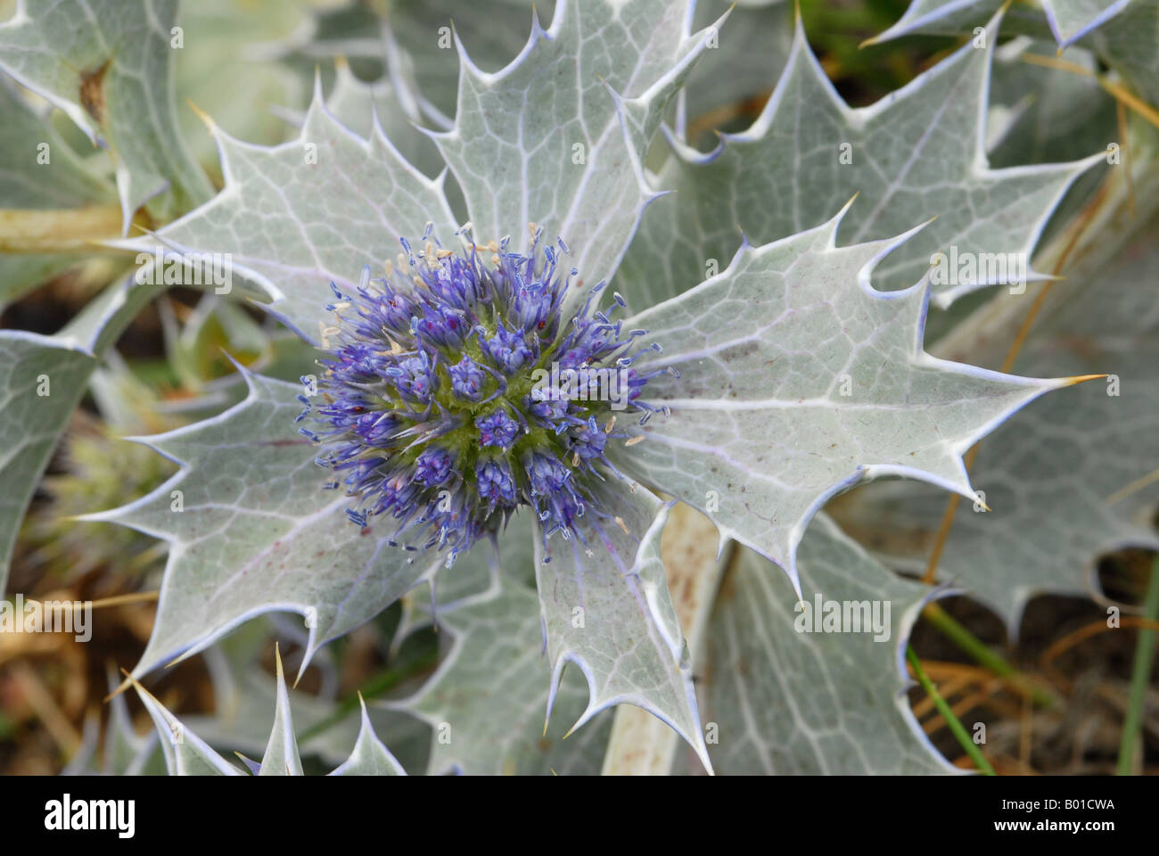 Sea Holly flower in close up Stock Photo