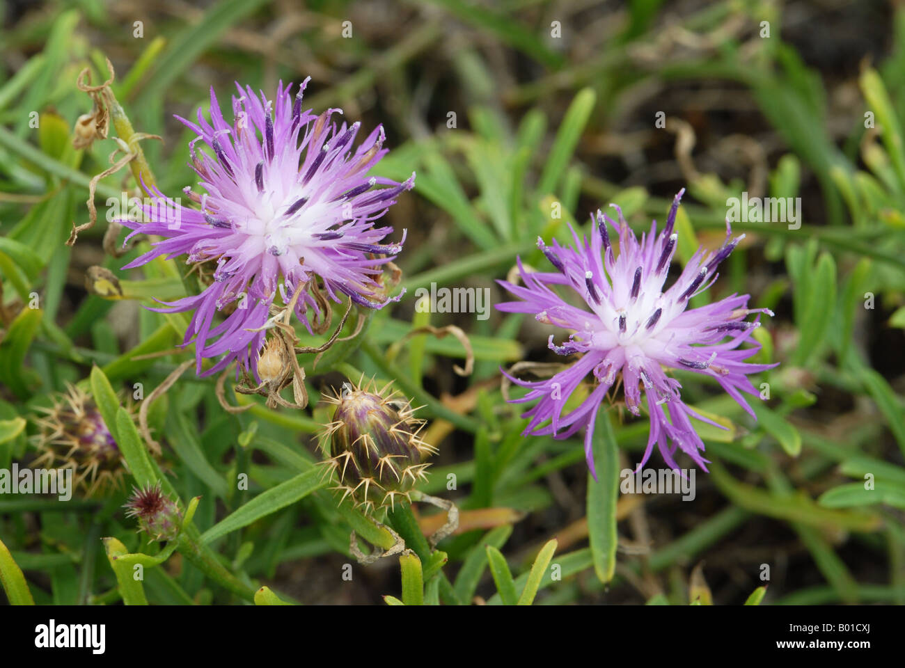 Greater Knapweed flower in close up Stock Photo