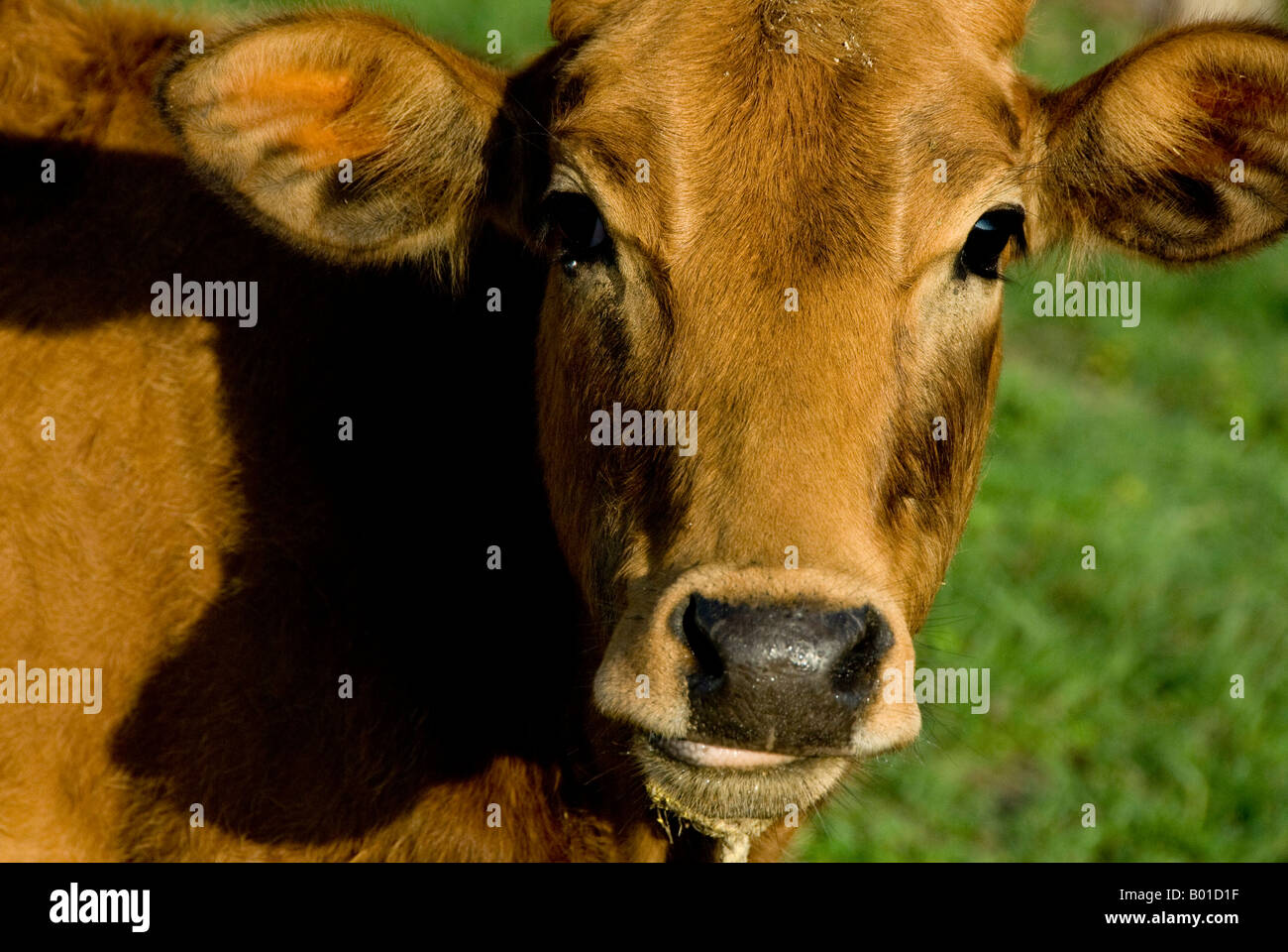 Portrait of a cow Stock Photo - Alamy