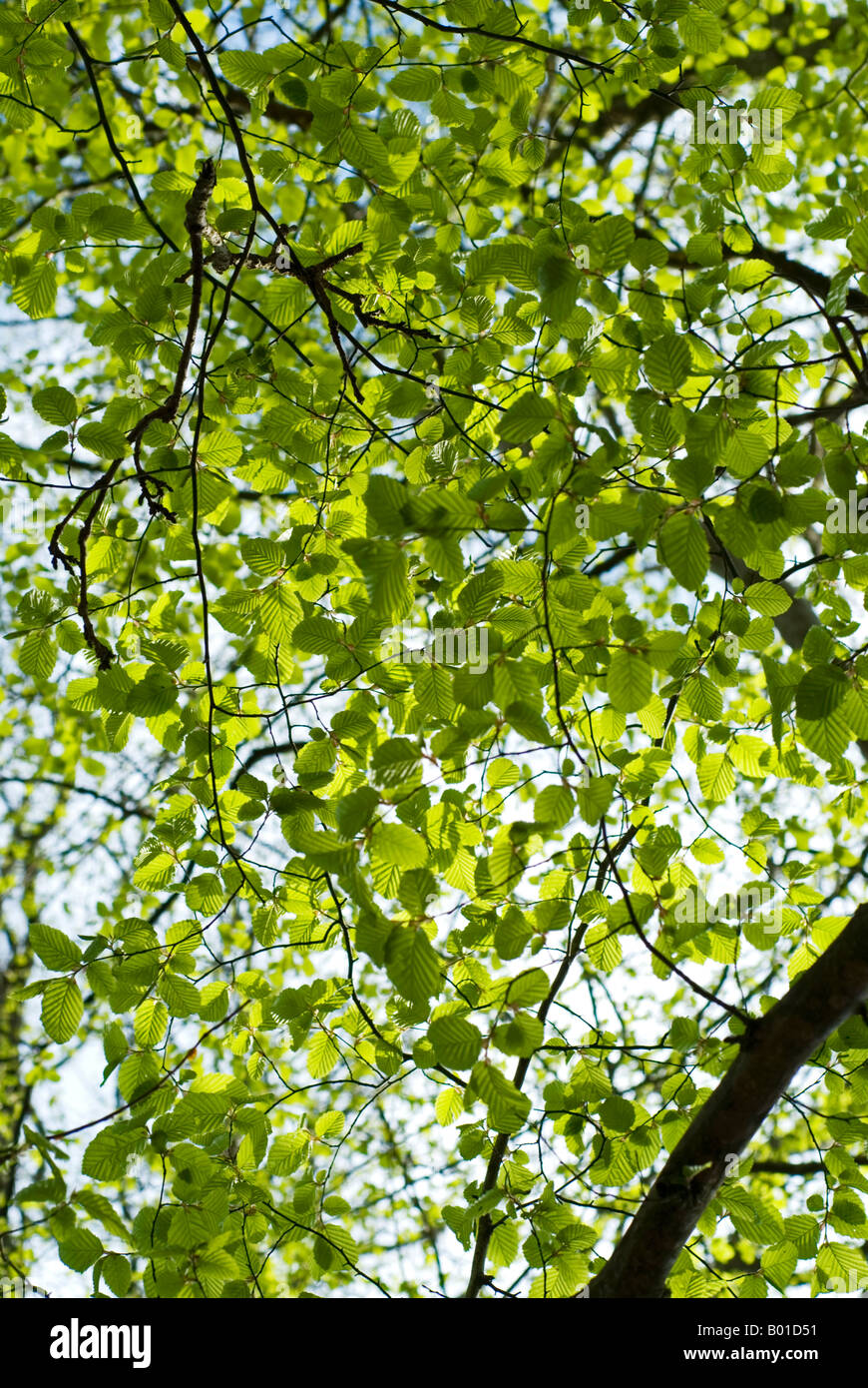 Canopy of rich green leaves hi-res stock photography and images - Alamy
