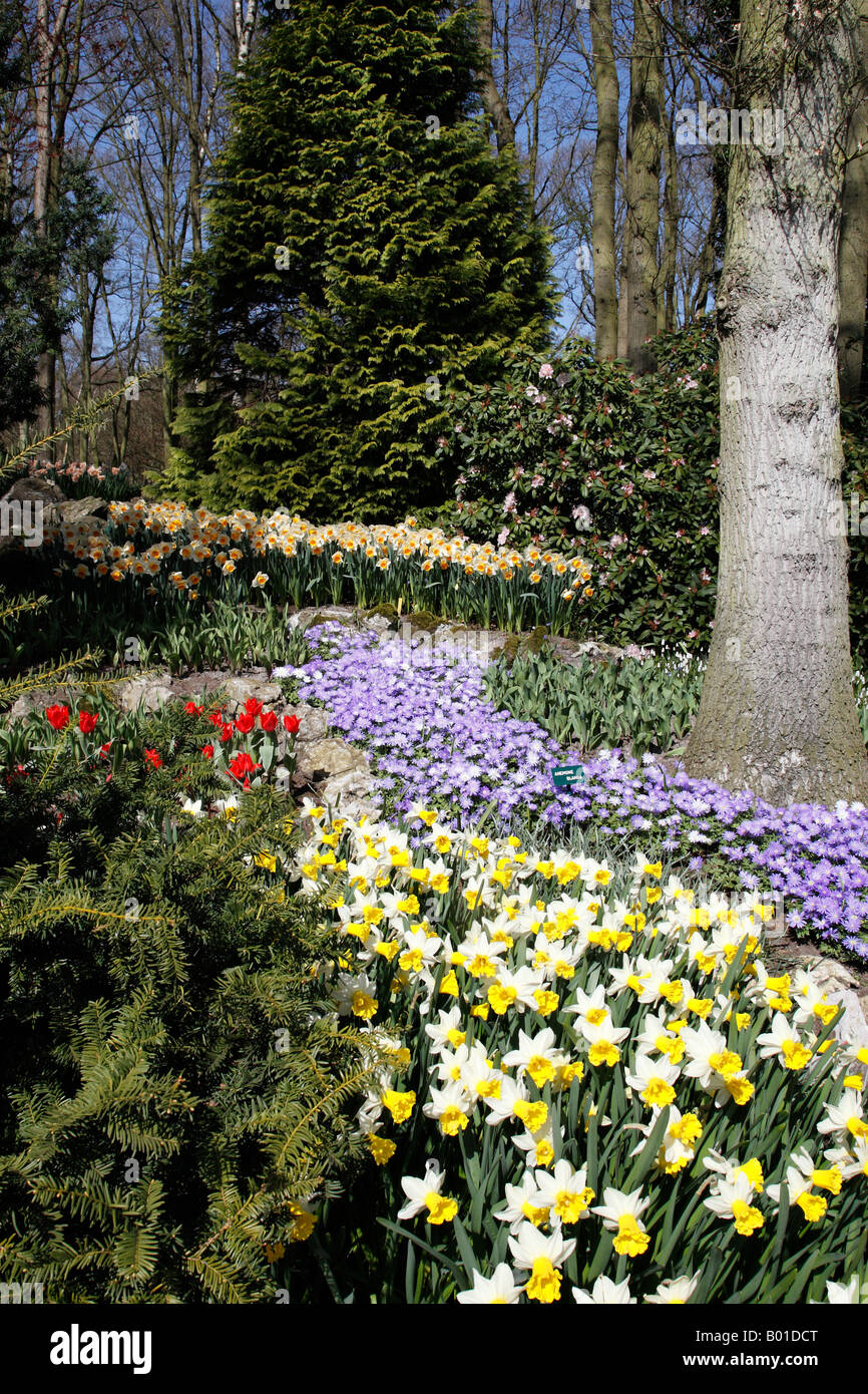 flowers in bloom within keukenhof the largest bulb flower park in the