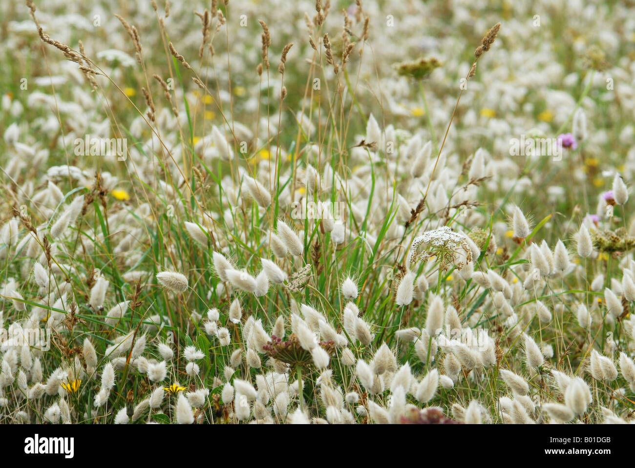 Harestail grass hires stock photography and images Alamy