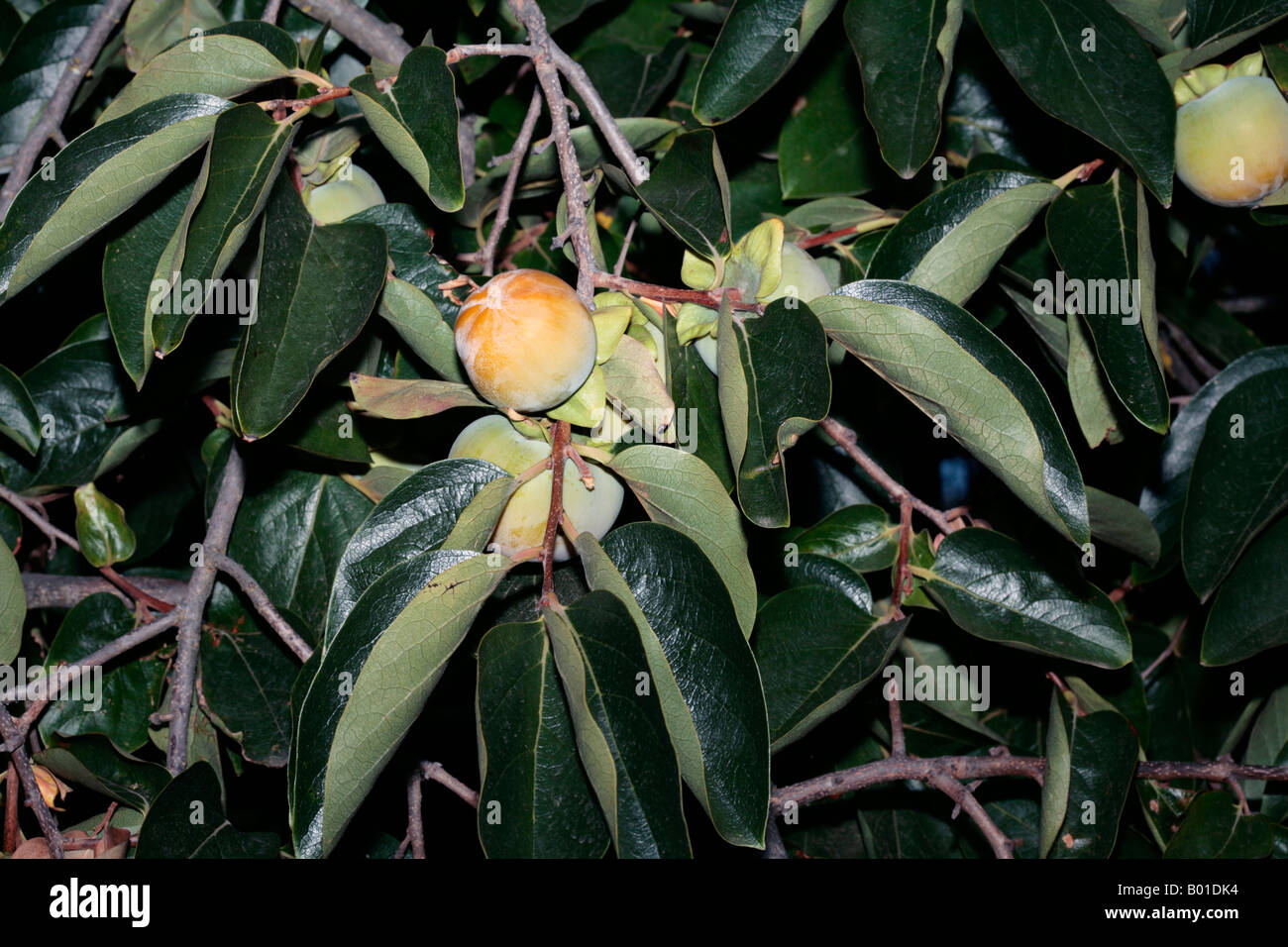 Young Japanese Date Plum Fruit/Kaki Tree/Persimmon-Diospyros kaki-Family Ebenaceae Stock Photo