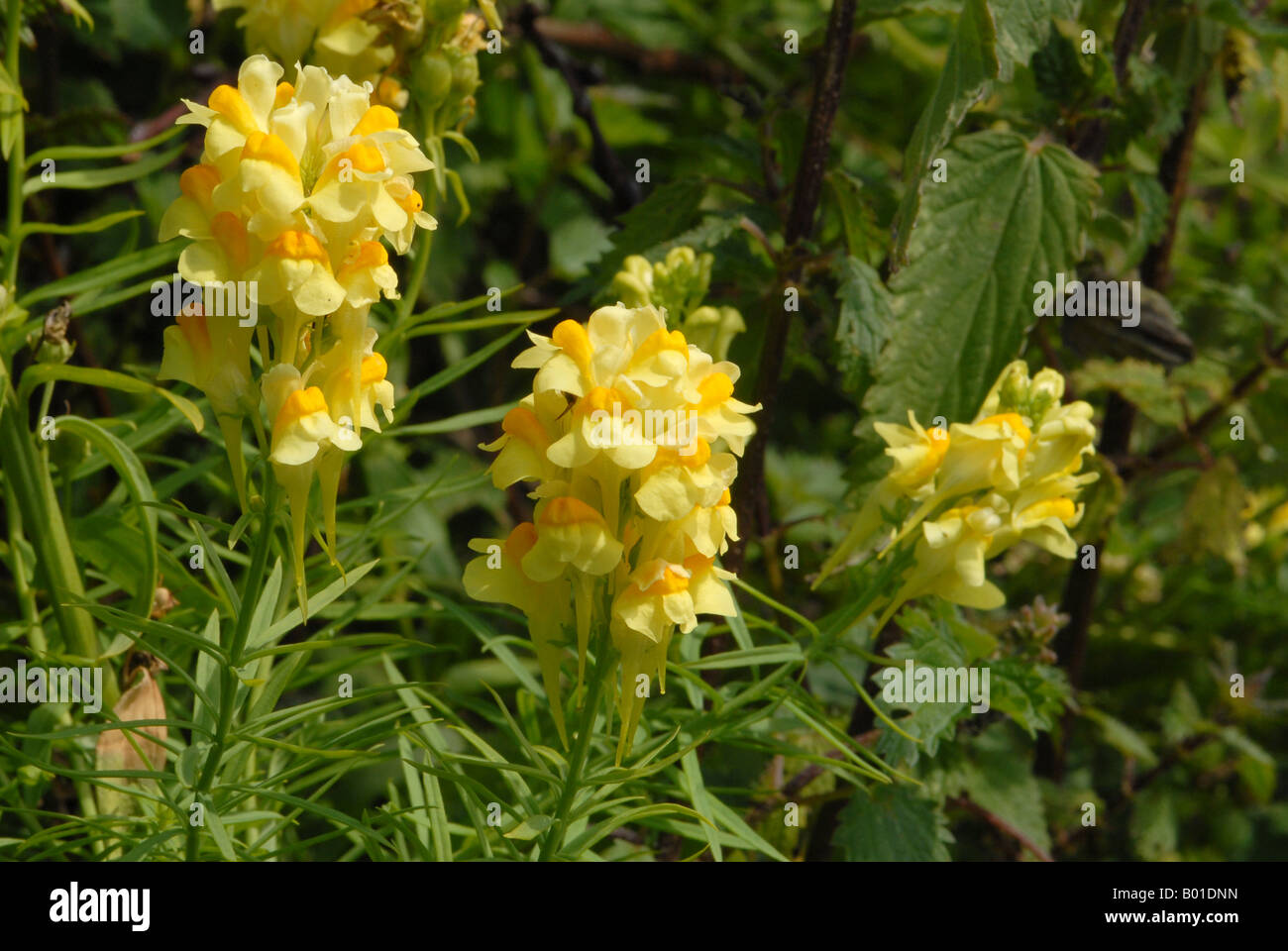 Common Toadflax showing detail of flowers Stock Photo