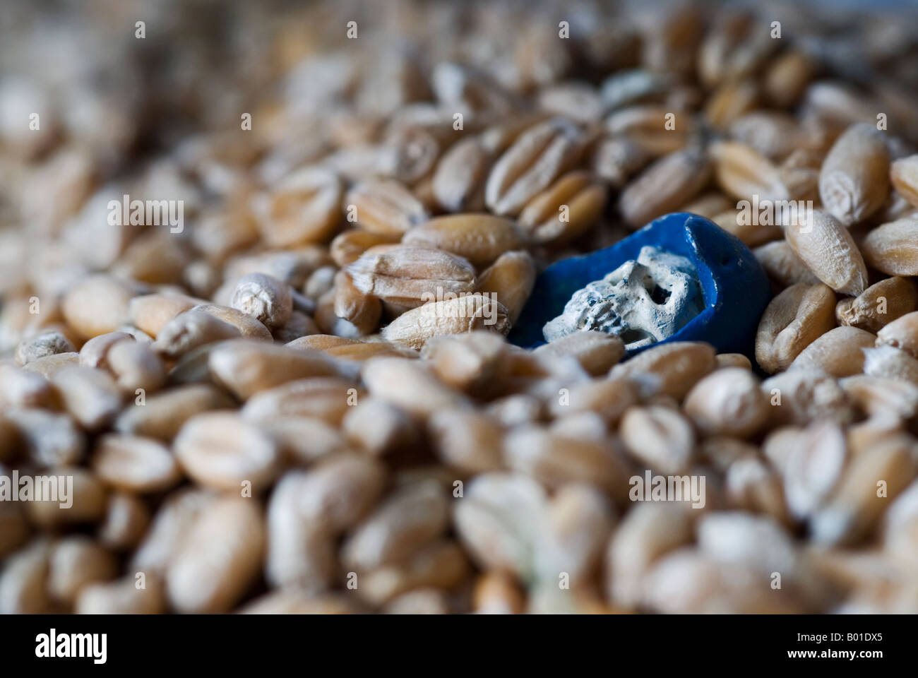 Stock photo of a model of the grim reaper standing in a pile of grain Stock Photo