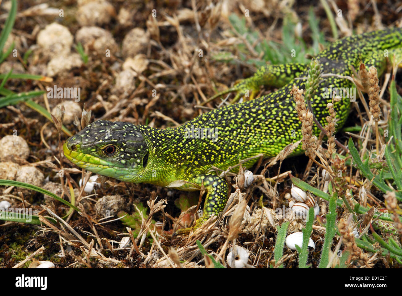 Green Lizard in close up Stock Photo