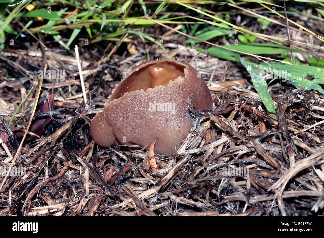 Bladder Elf Cup Fungus- Peziza vesiculosa-Ascomycetes Stock Photo