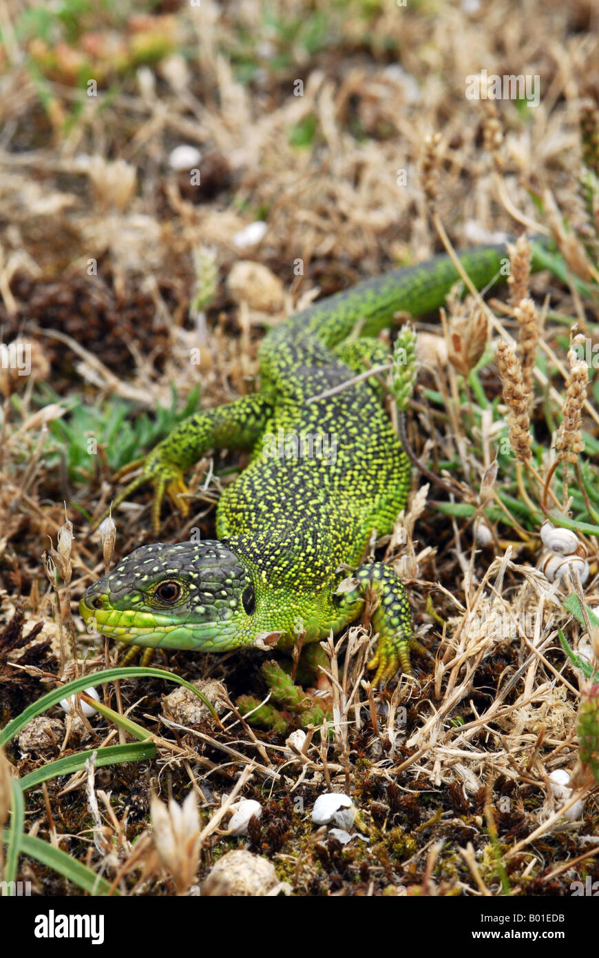 Green Lizard full length Stock Photo