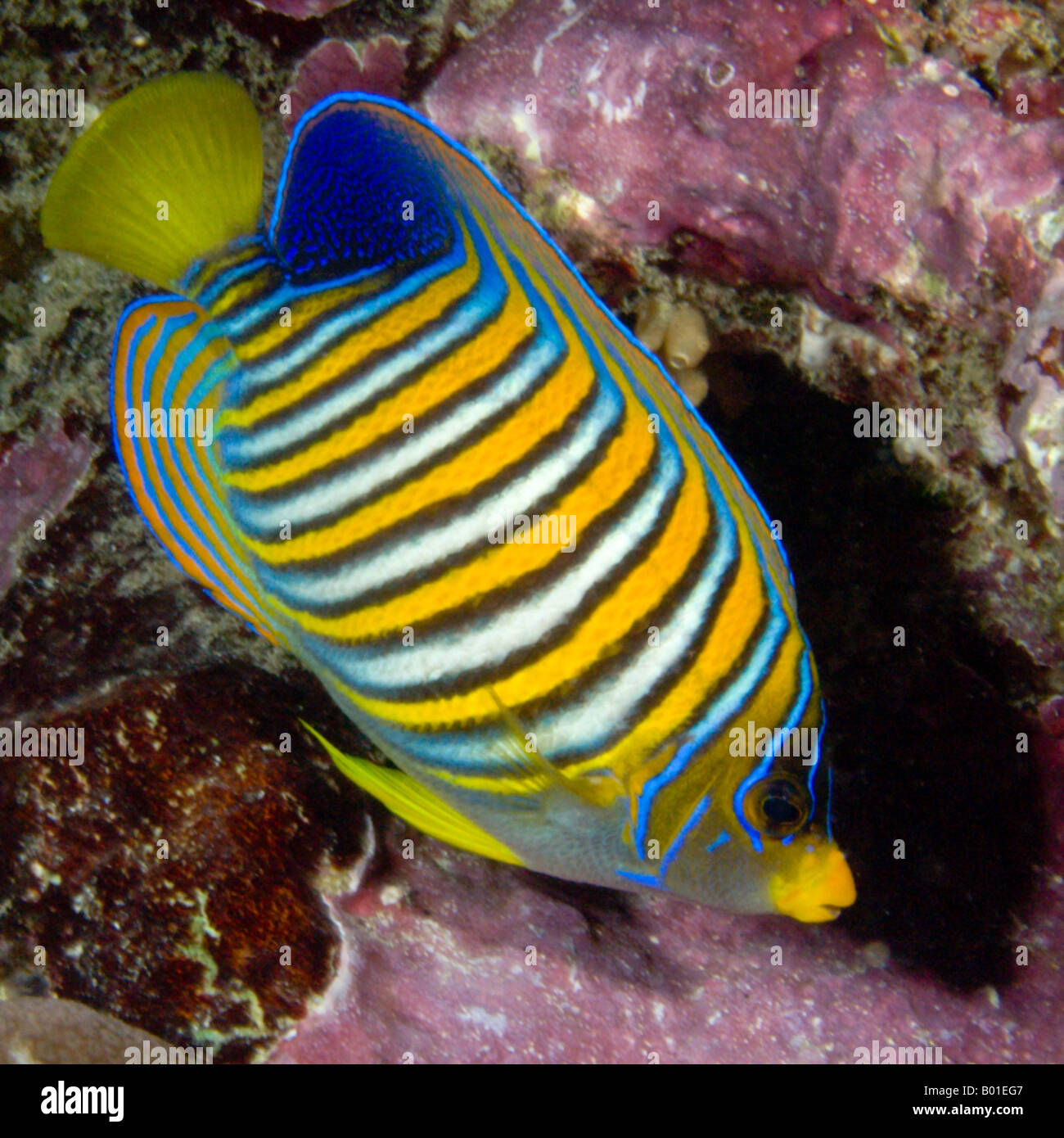 Regal angelfish, Pygoplites diacanthus at The Cod Hole, Ribbon Reef #10, Great Barrier Reef, Australia Stock Photo