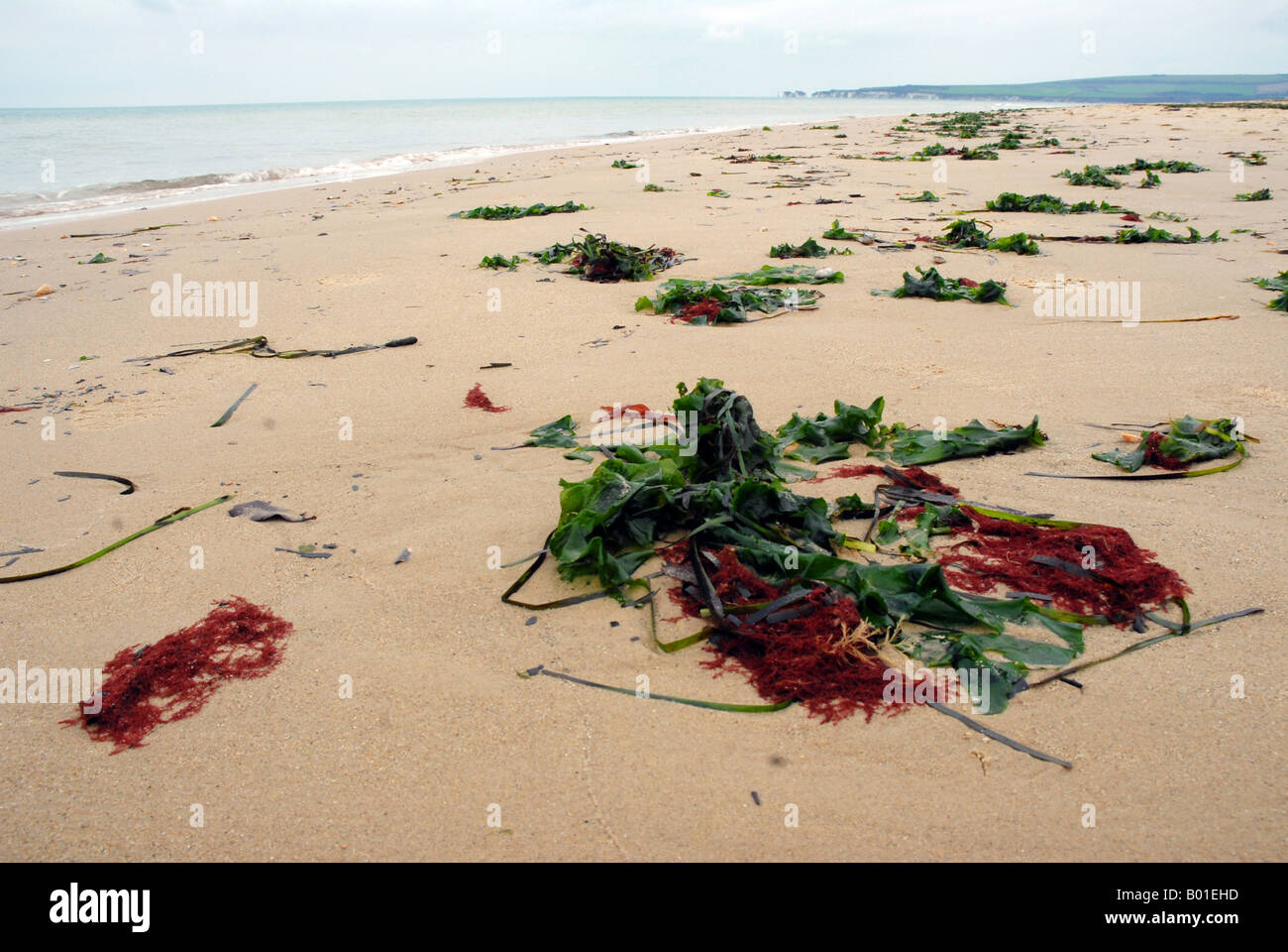 Foreground of seaweeds on Studland Beach with distant Old Harry Rocks Stock Photo
