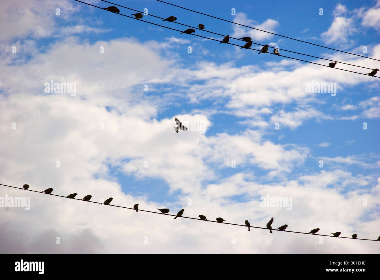 Birds on power cable New Zealand Stock Photo Alamy