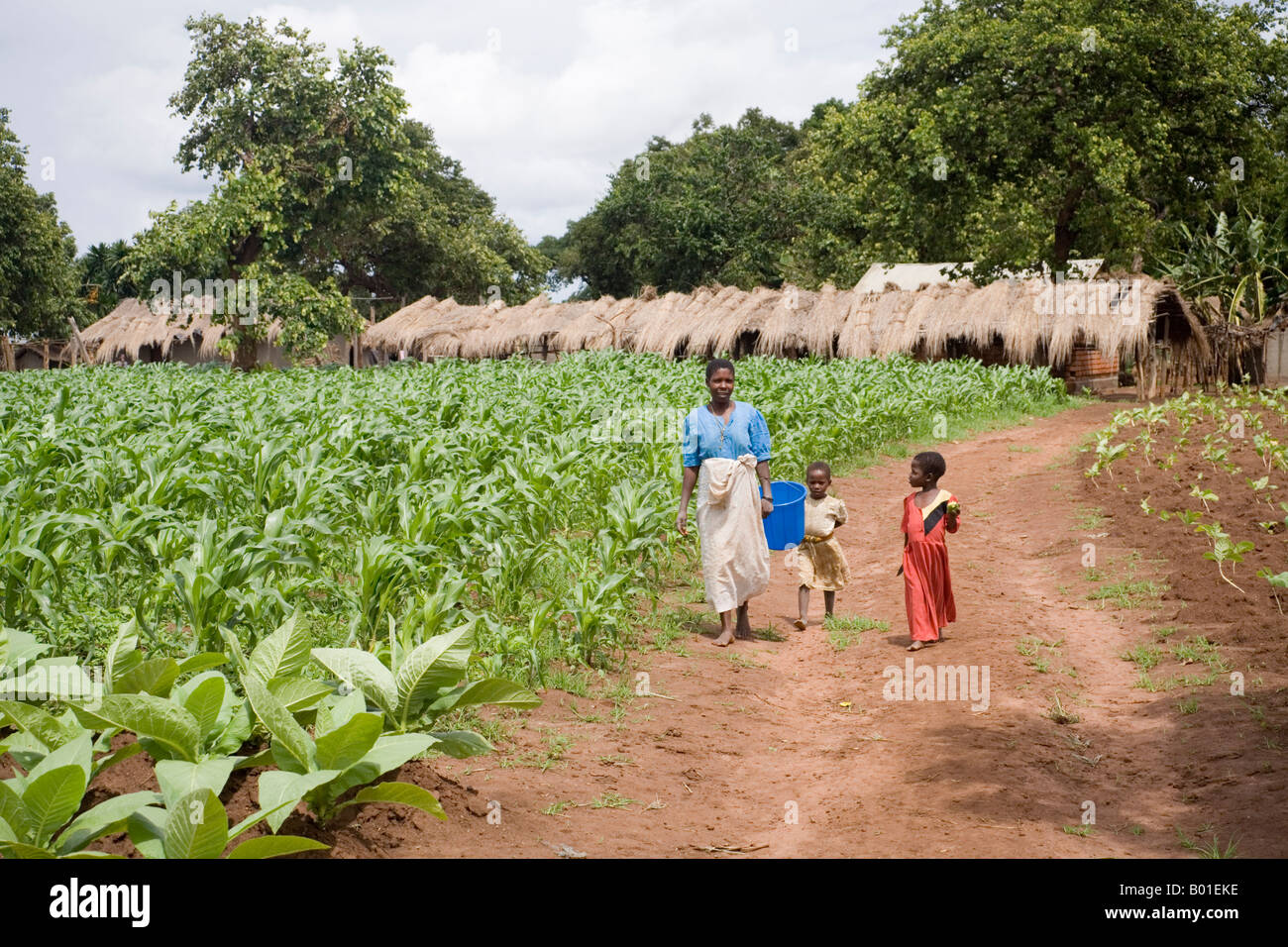 Young tobacco and maize plants growing during the rainy season in the village of Mombala, (Mambala), Malawi, Africa Stock Photo