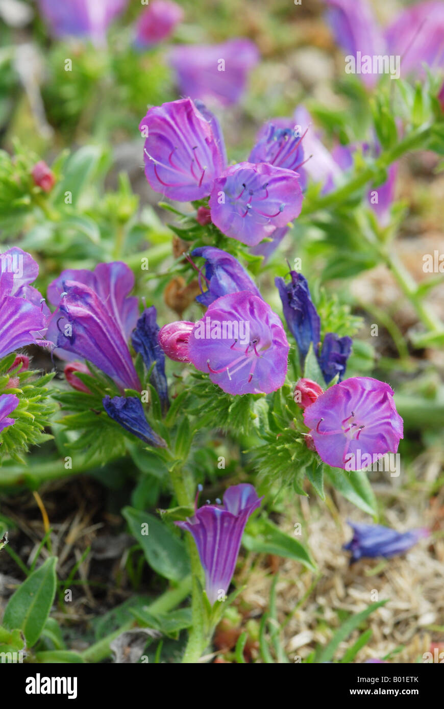 Viper’s Bugloss in detail Stock Photo