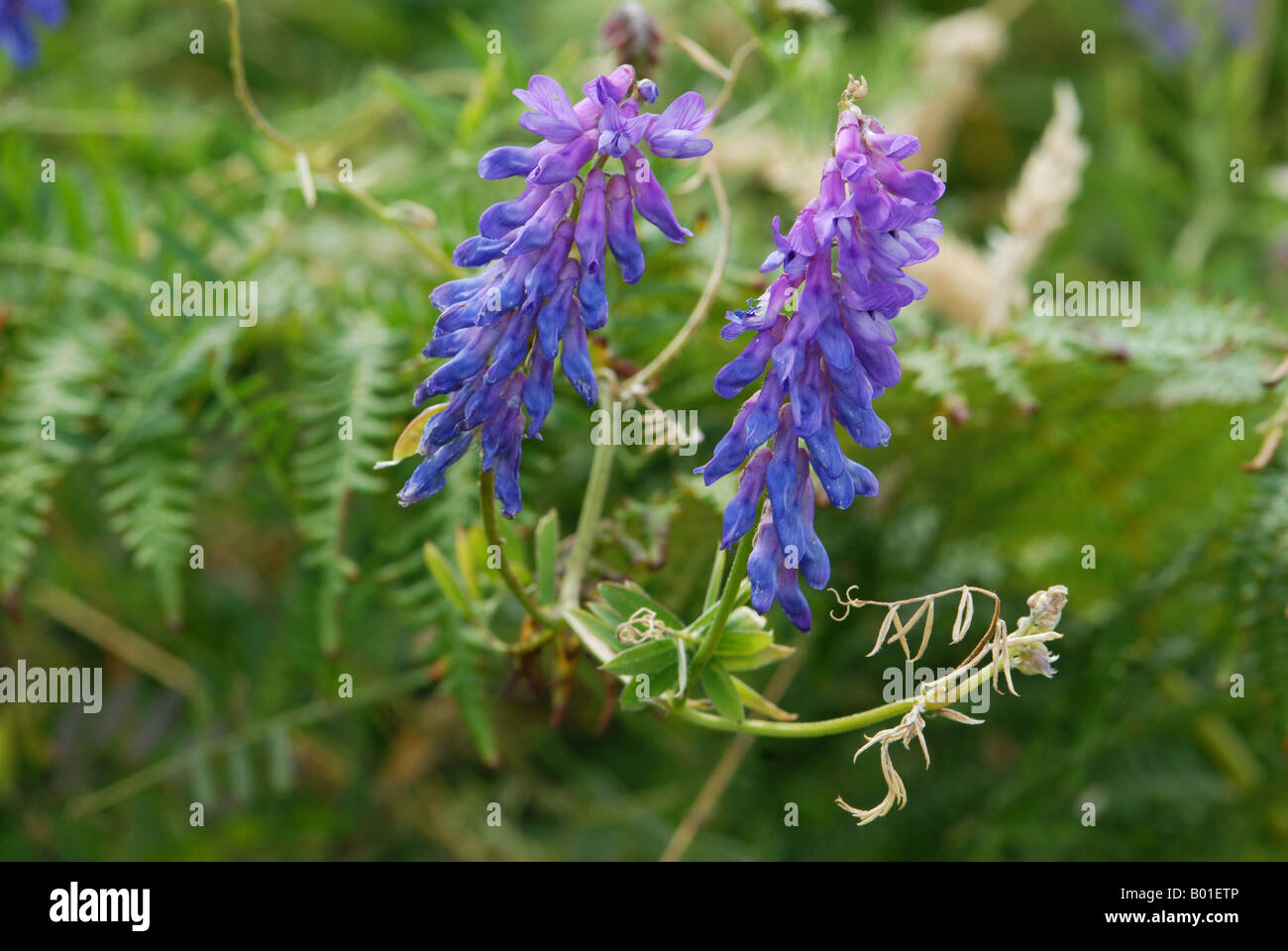 Tufted Vetch in detail Stock Photo