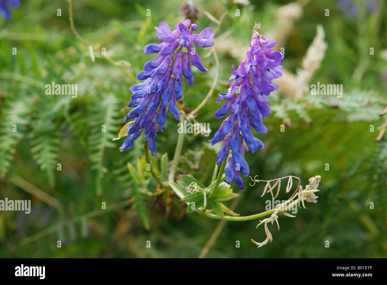 Tufted Vetch in detail Stock Photo - Alamy