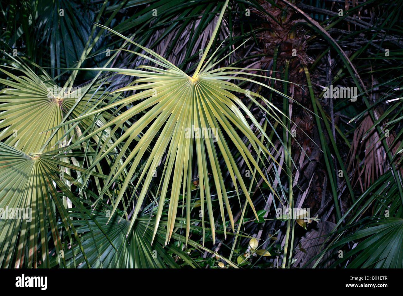 Fan Palm- Livistona benthamii- Family Arecaceae Stock Photo