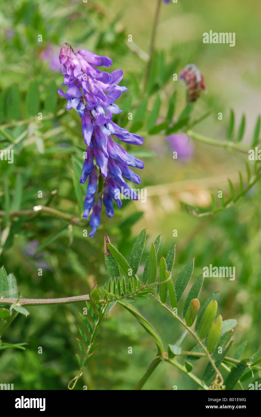 Tufted Vetch showing typical aspect of plant Stock Photo