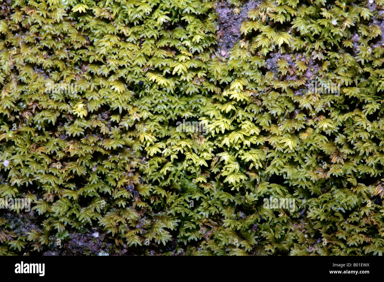 Moss - Fissidens megalotis-Family Bryophyta. Stock Photo