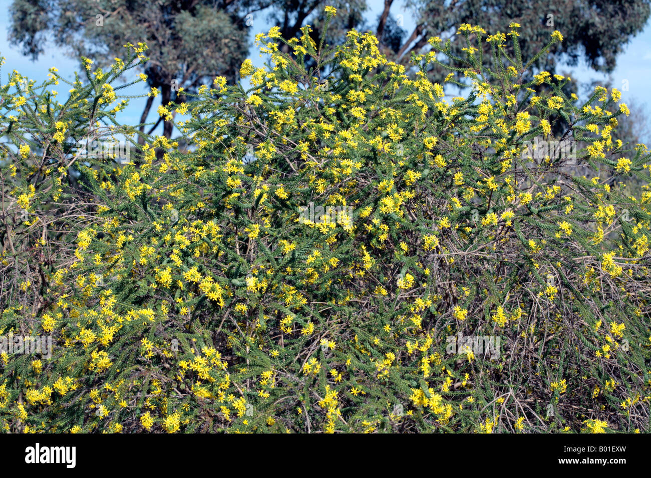 Outeniqua Raisinbush-Euryops virgineus- Family Asteraceae Stock Photo