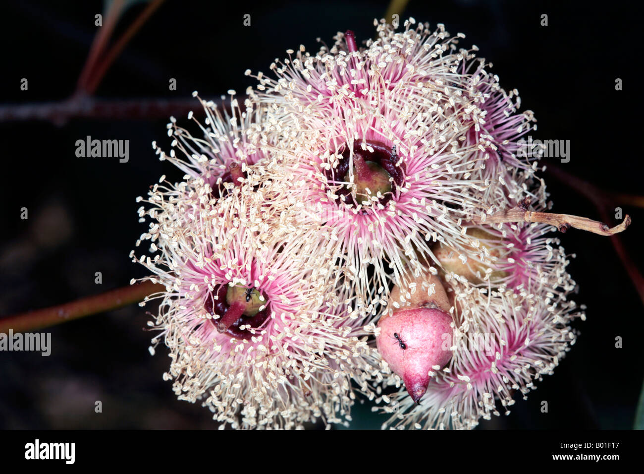 Red-throated Bloodwood flowers and buds with Black Ants-Eucalyptus/Corymbia rhodops-Family Myrtaceae Stock Photo