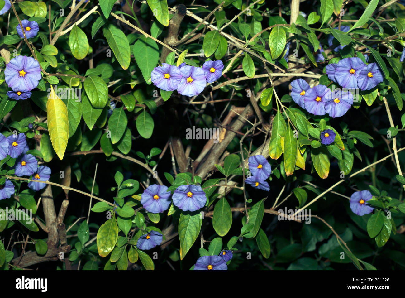 Blue Potato Bush - Solanum rantonettii-Family Solanaceae Stock Photo