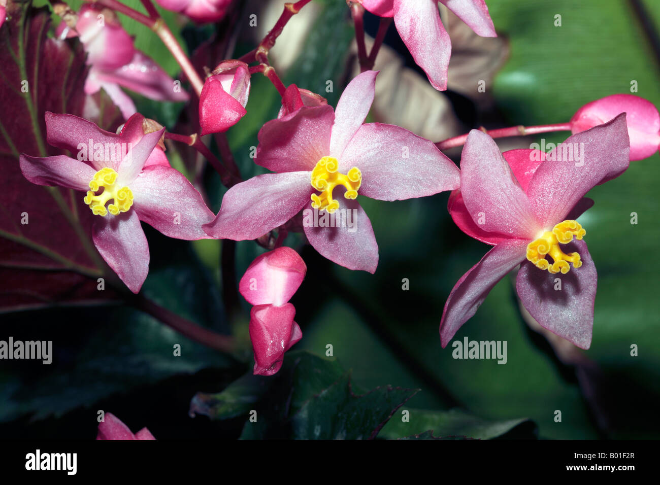Begonia flower-Family Begoniaceae Stock Photo