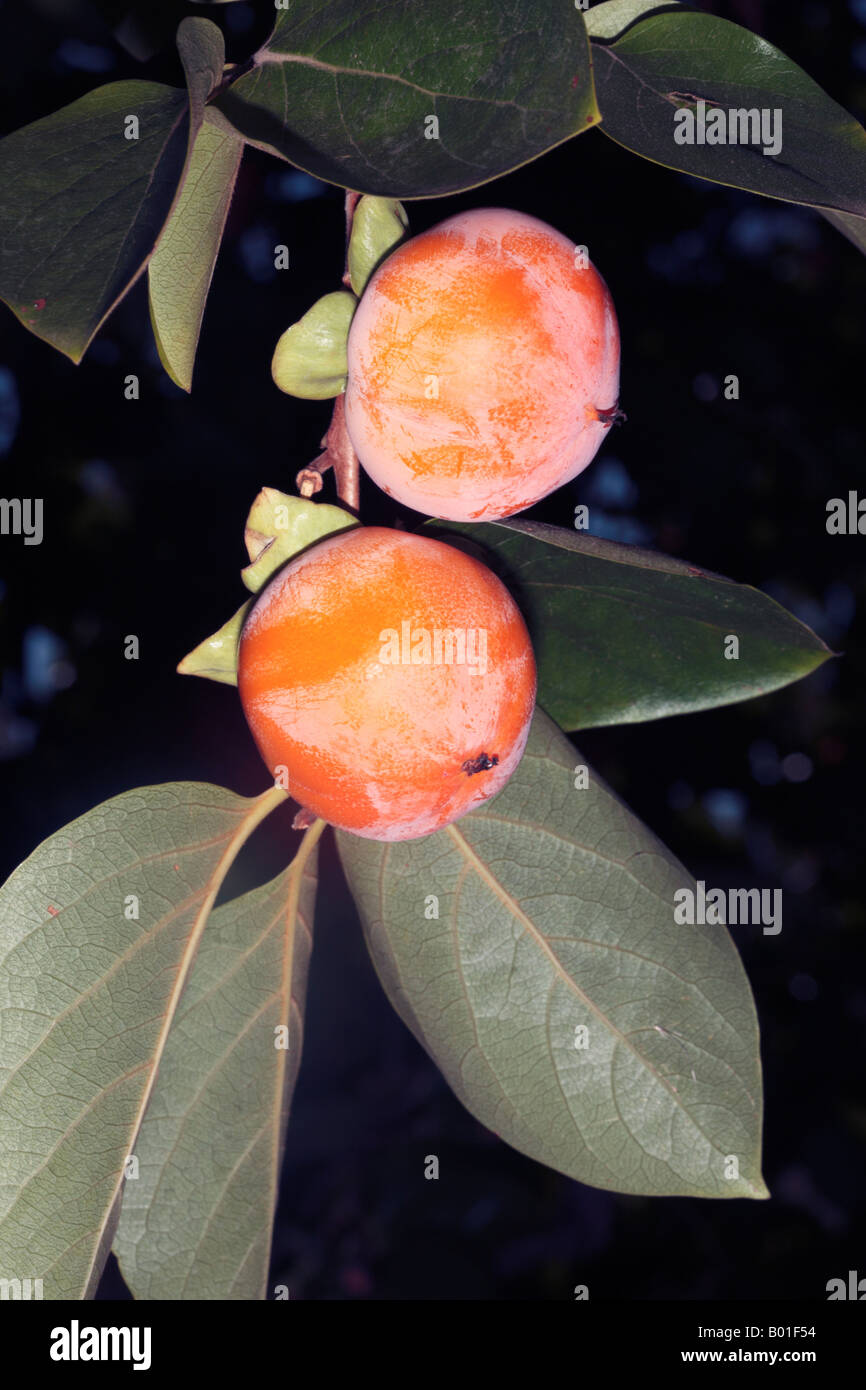 Japanese Date Plum/Kaki Tree/Persimmon-Diospyros kaki-Family Ebenaceae Stock Photo