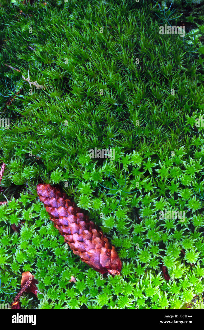 Peat and broom mosses grow in a boggy forest on the island Askeron, Bohuslan, Sweden Stock Photo