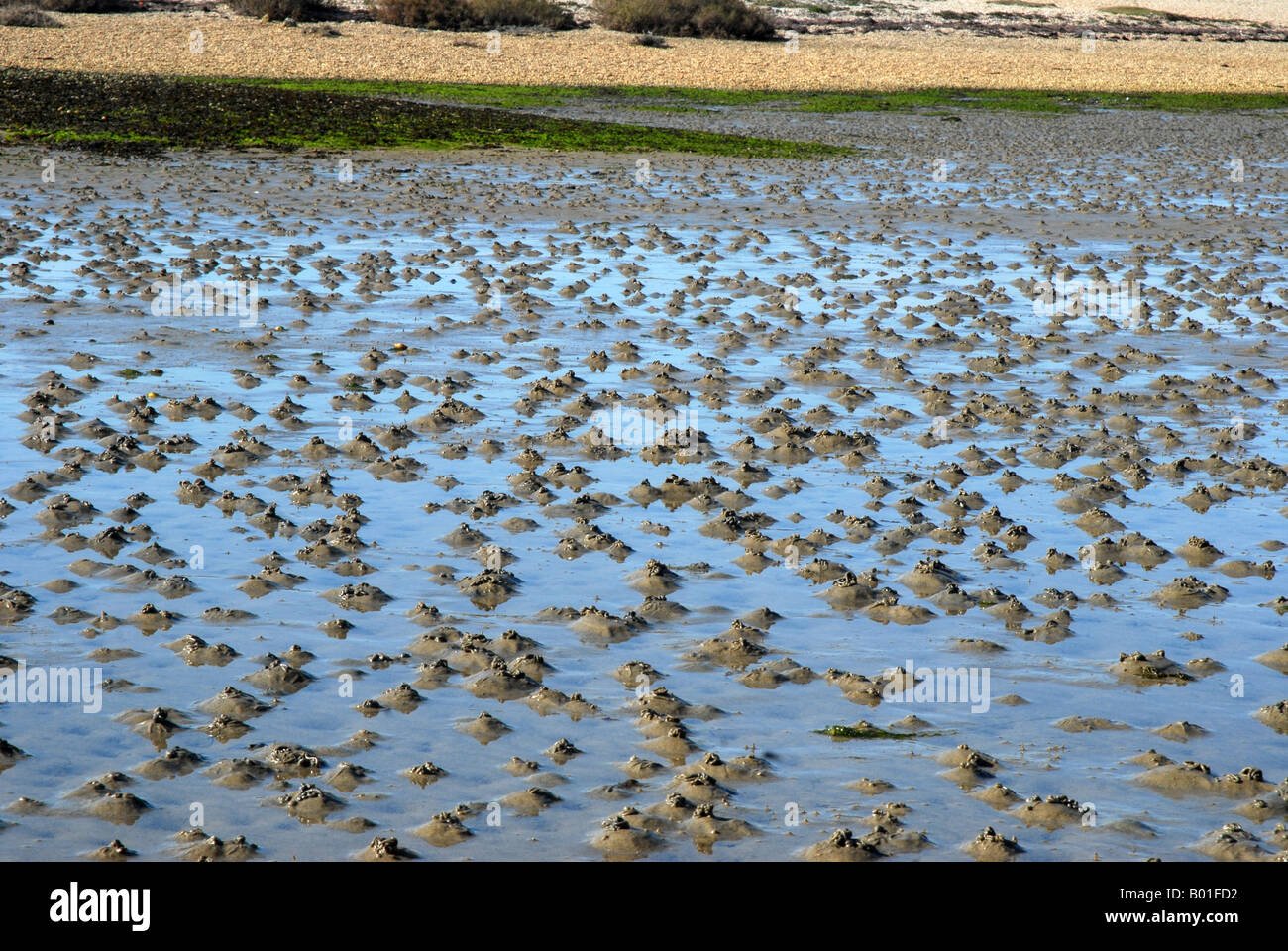 Lugworm - Worm casts on the mud of an estuary Stock Photo