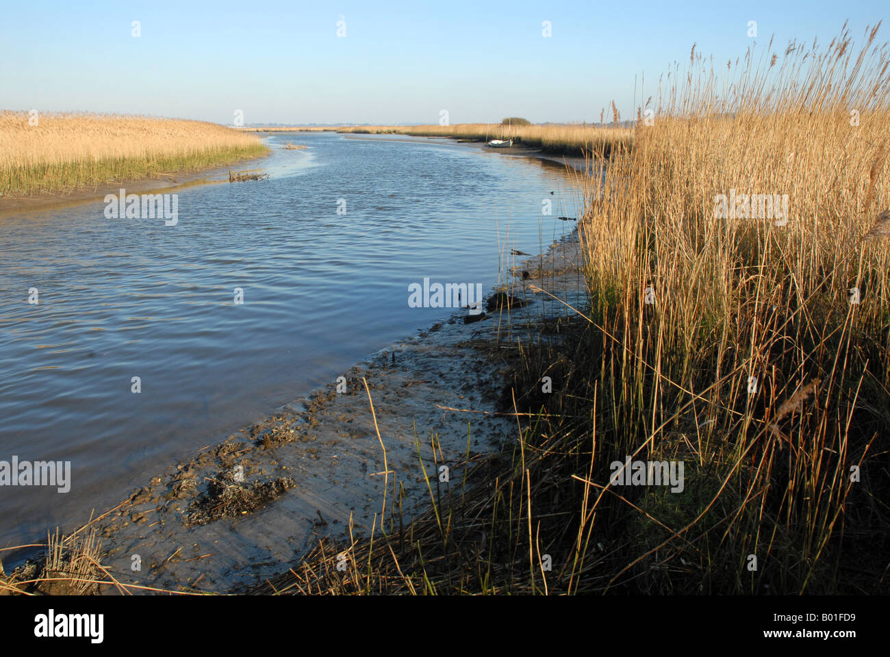 Phragmites Reed beds in Estuary Stock Photo Alamy