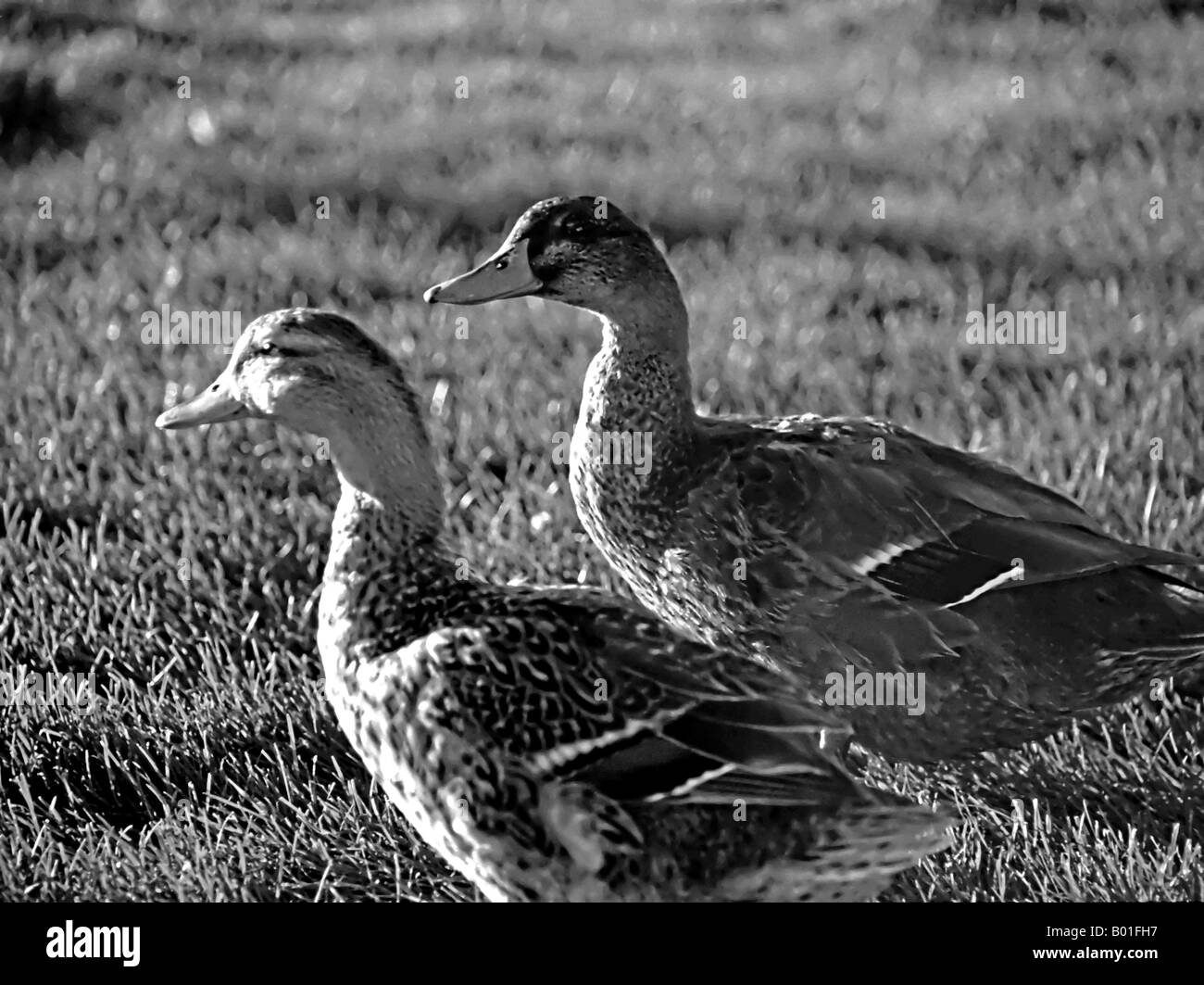 Two curious ducks in profile, shot in black and white, standing together on a lawn inside a business park in SLC, Utah, USA. Stock Photo