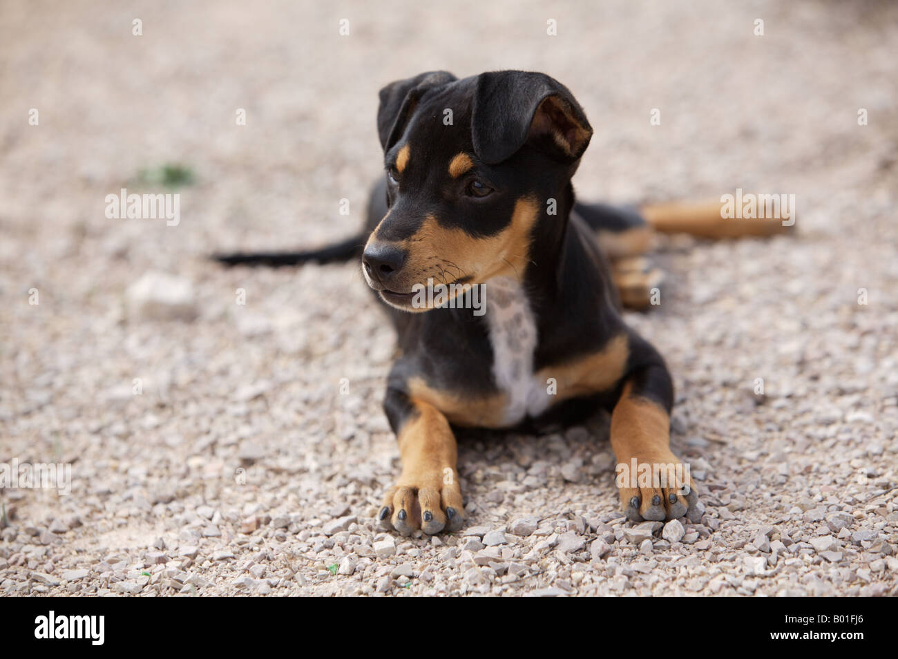 Ratero Ca Rater Mallorquin Mallorcan Dog Race Subform Of The Stock Photo Alamy