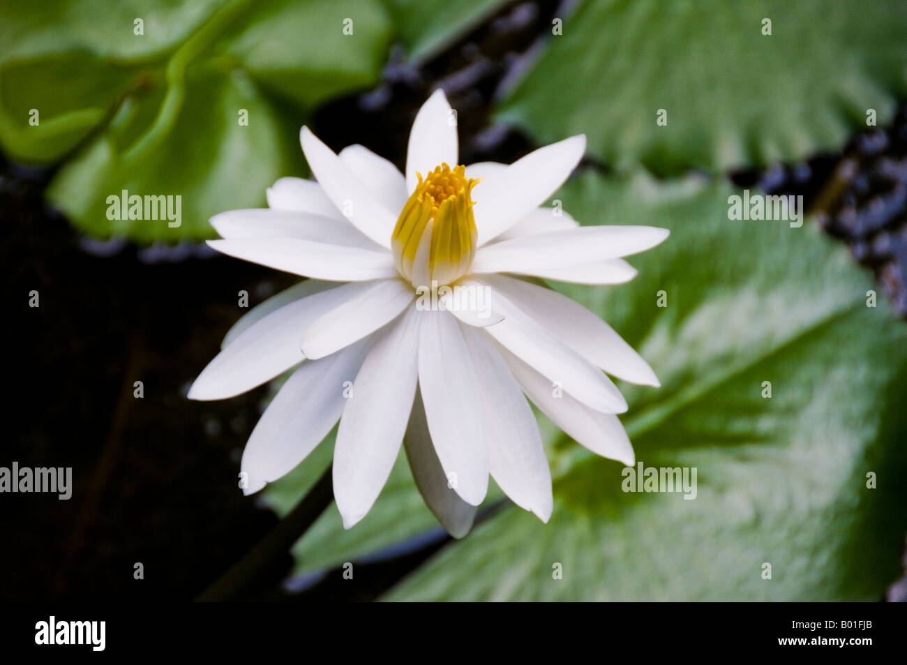 White flowering bud of water lily Stock Photo