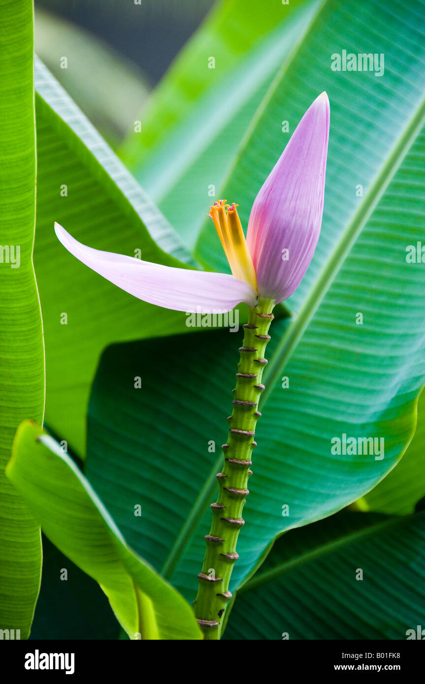 pink flower and palm leaves Stock Photo