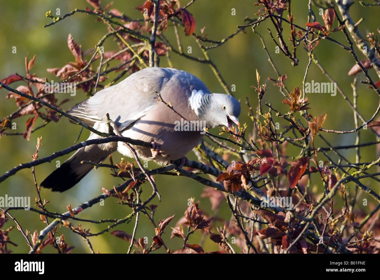 Wood pigeon eating buds Stock Photo - Alamy