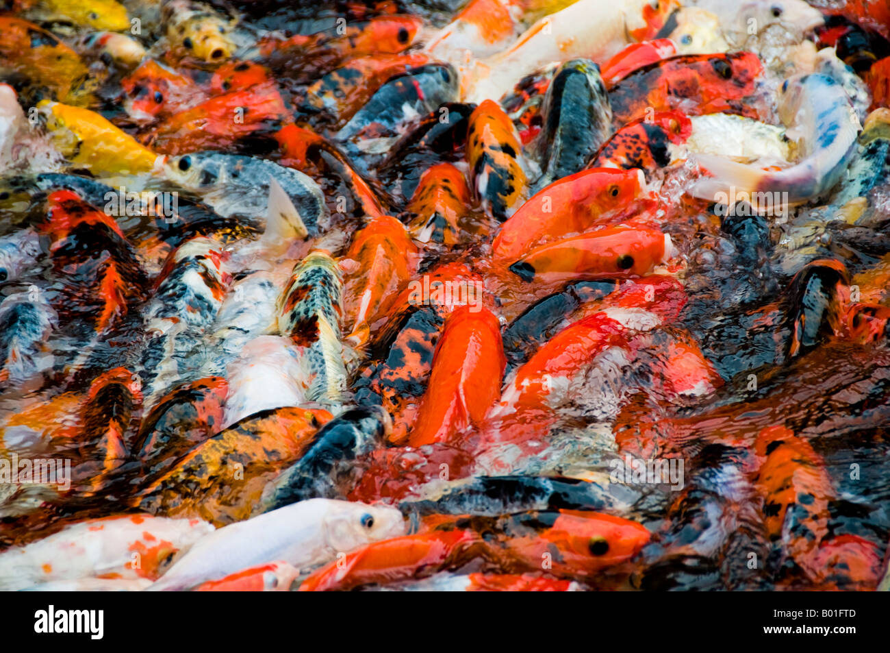 Koi fish feeding in pond Stock Photo Alamy
