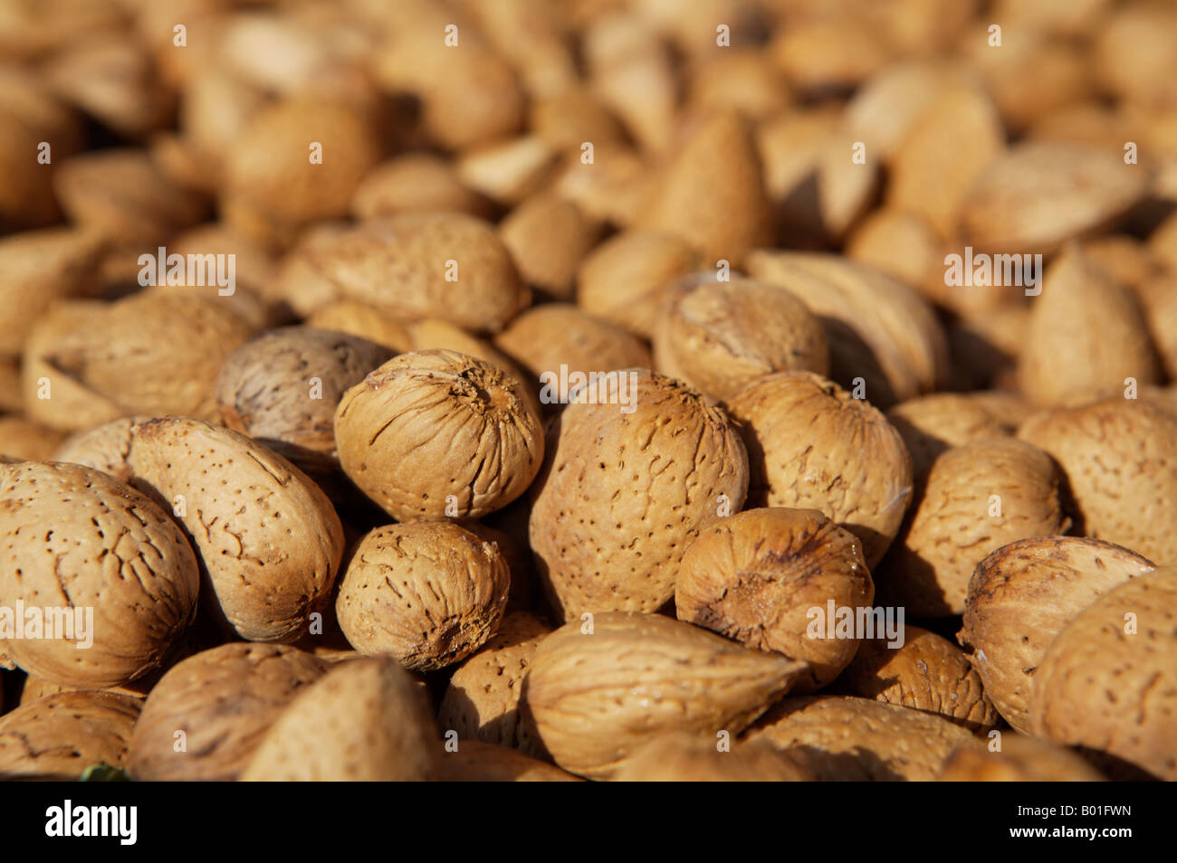 fresh ripe almonds, common name almond, latin name Rosaceae Prunus