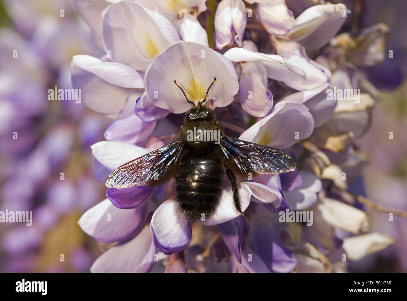 Wasp on a Chinese Wisteria, Wisteria Sinensis Stock Photo - Alamy