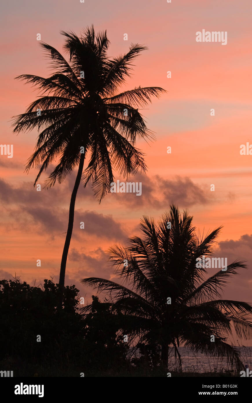 Beach side palm tree frames tropical sunrise, Bahia Honda State Park, Florida Keys, Florida Stock Photo