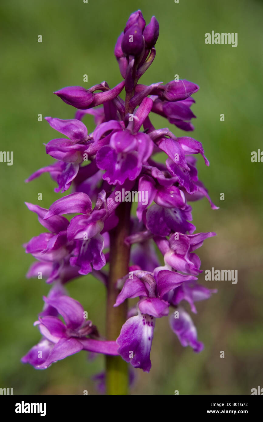 Early Purple Orchid Orchis Mascula Stock Photo