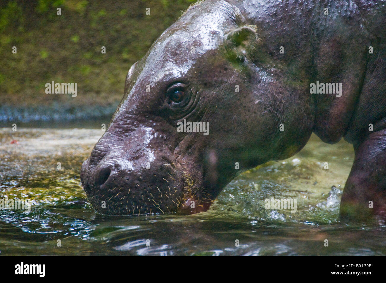 Baby Hippopotamus Stock Photo