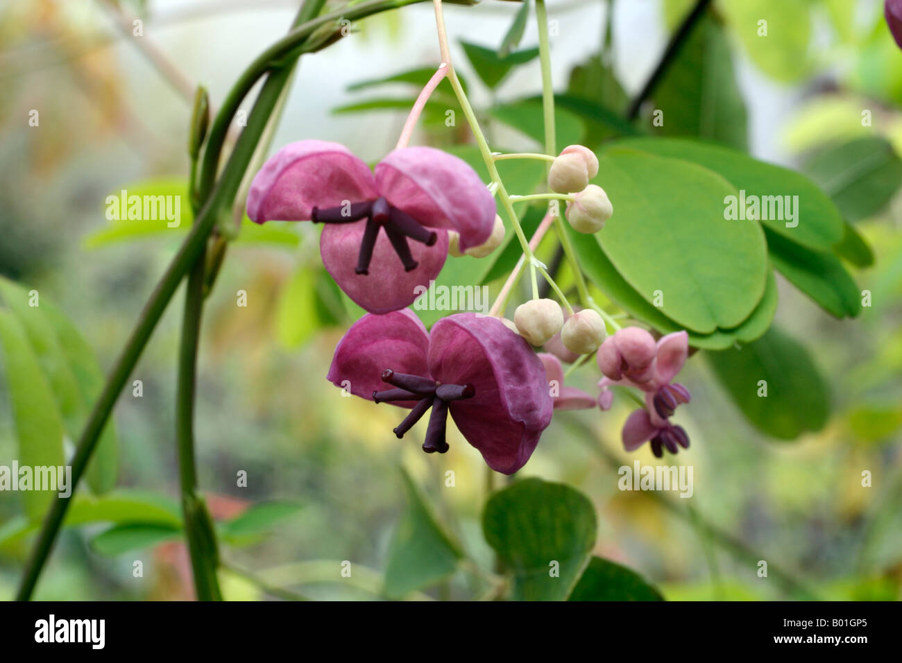 Akebia quinata hi-res stock photography and images - Alamy