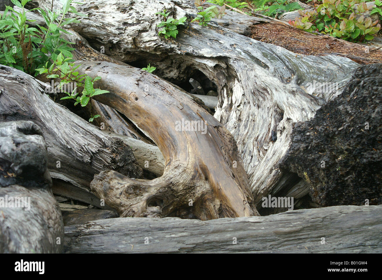 Driftwood close-up on Pacific Northwest Beach Stock Photo