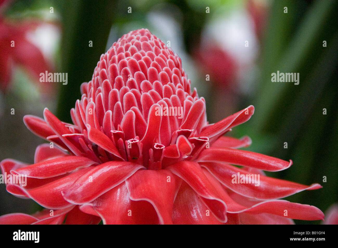Torch ginger plant Stock Photo Alamy