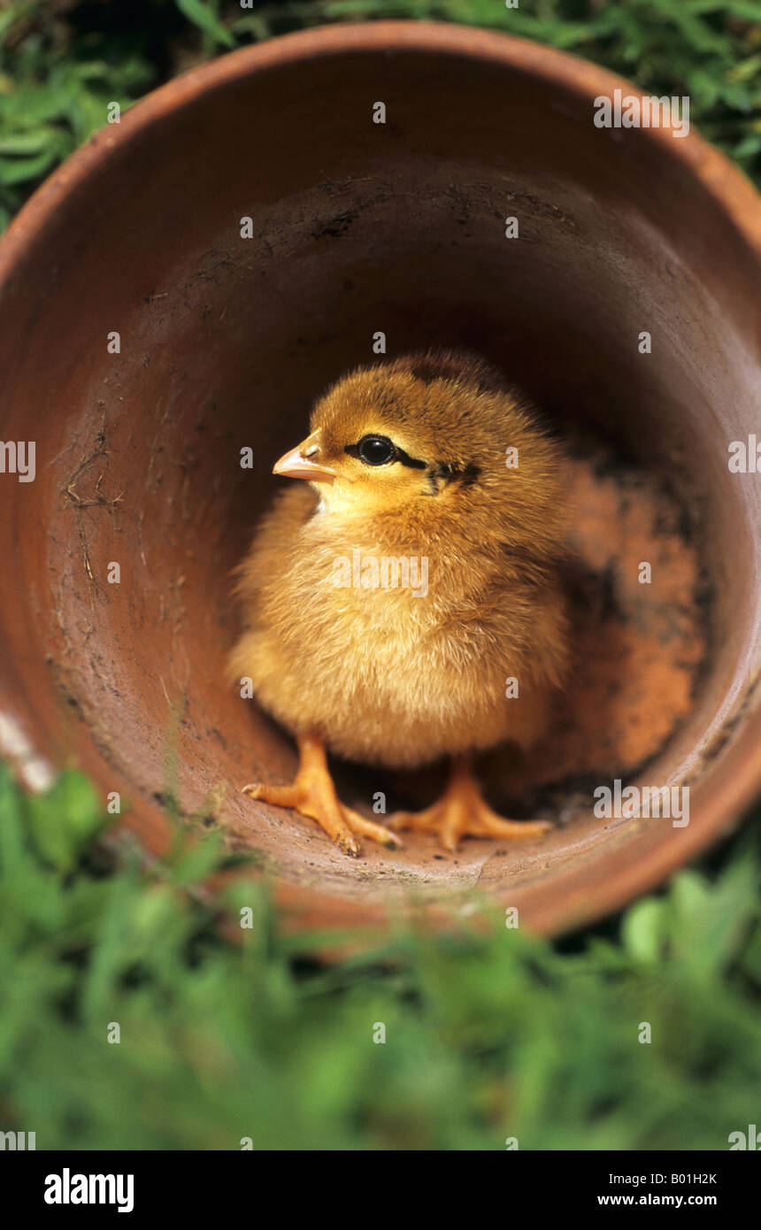 chick in a flower pot spring Stock Photo
