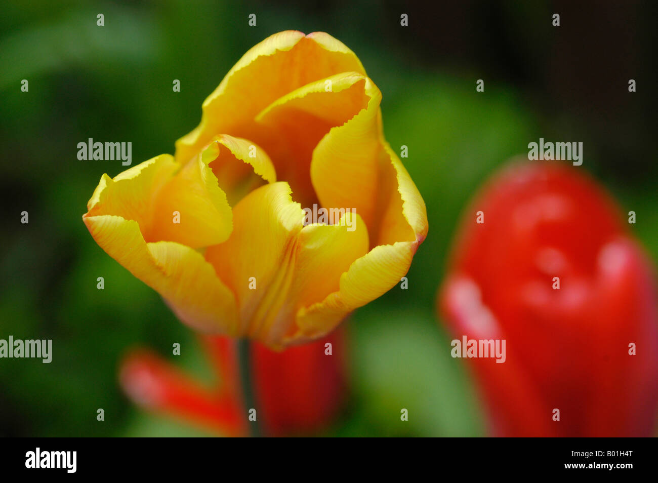 Tulips in the garden Stock Photo - Alamy