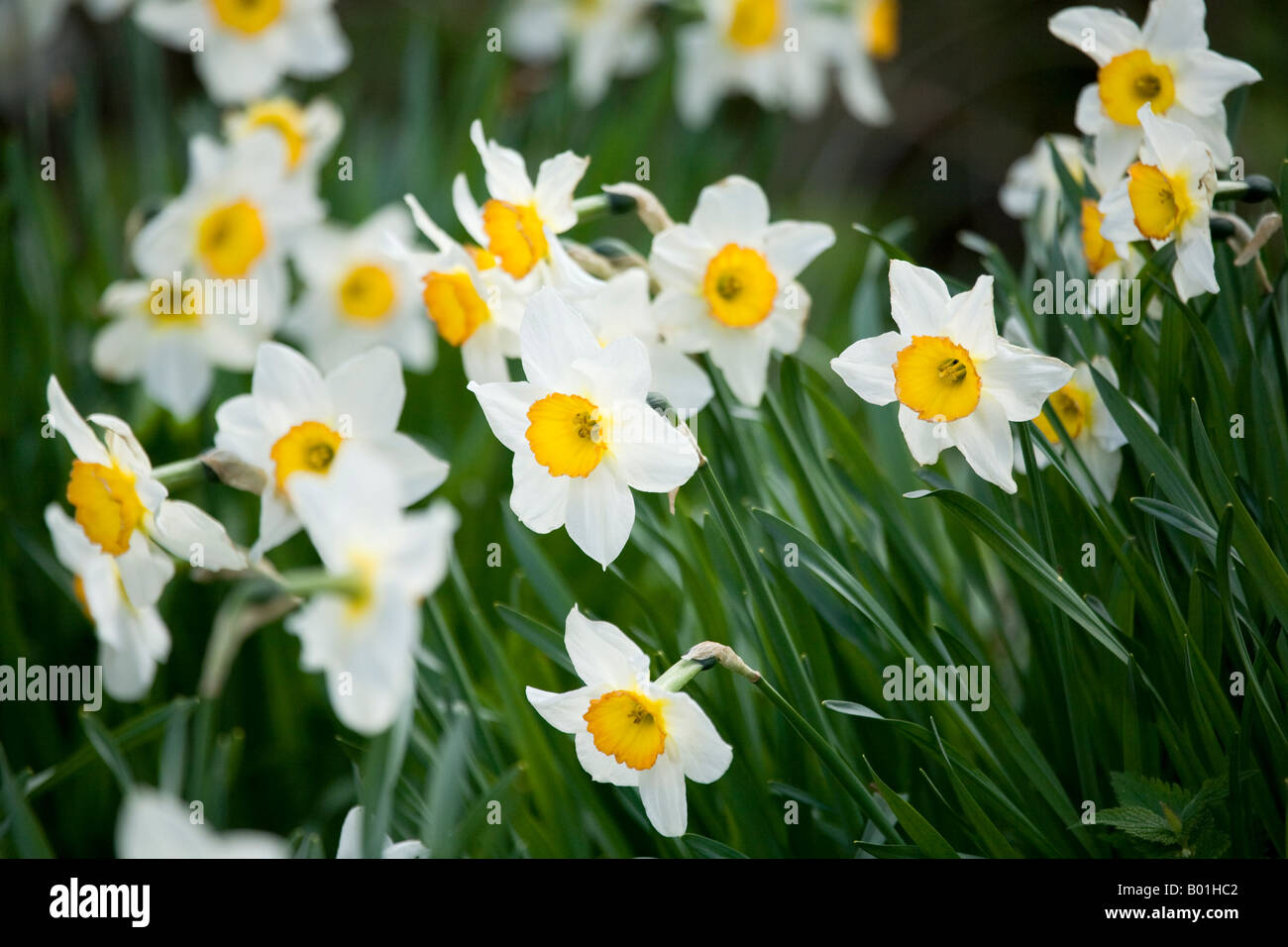 Clump of Daffodils blowing in the wind Stock Photo
