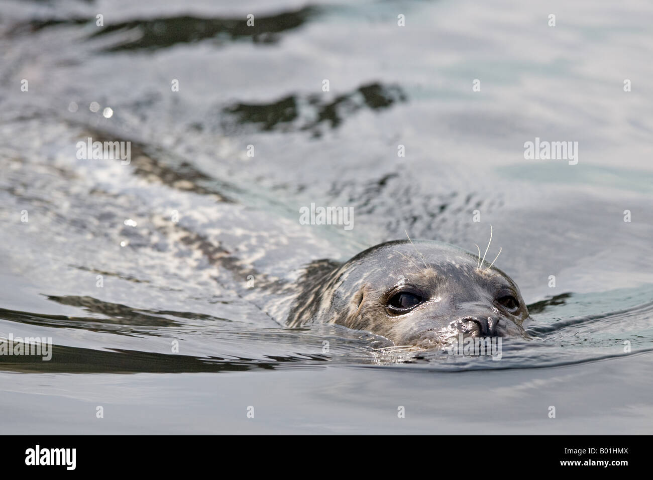 Harbour Seal / Common Seal - Phoca vitulina Stock Photo